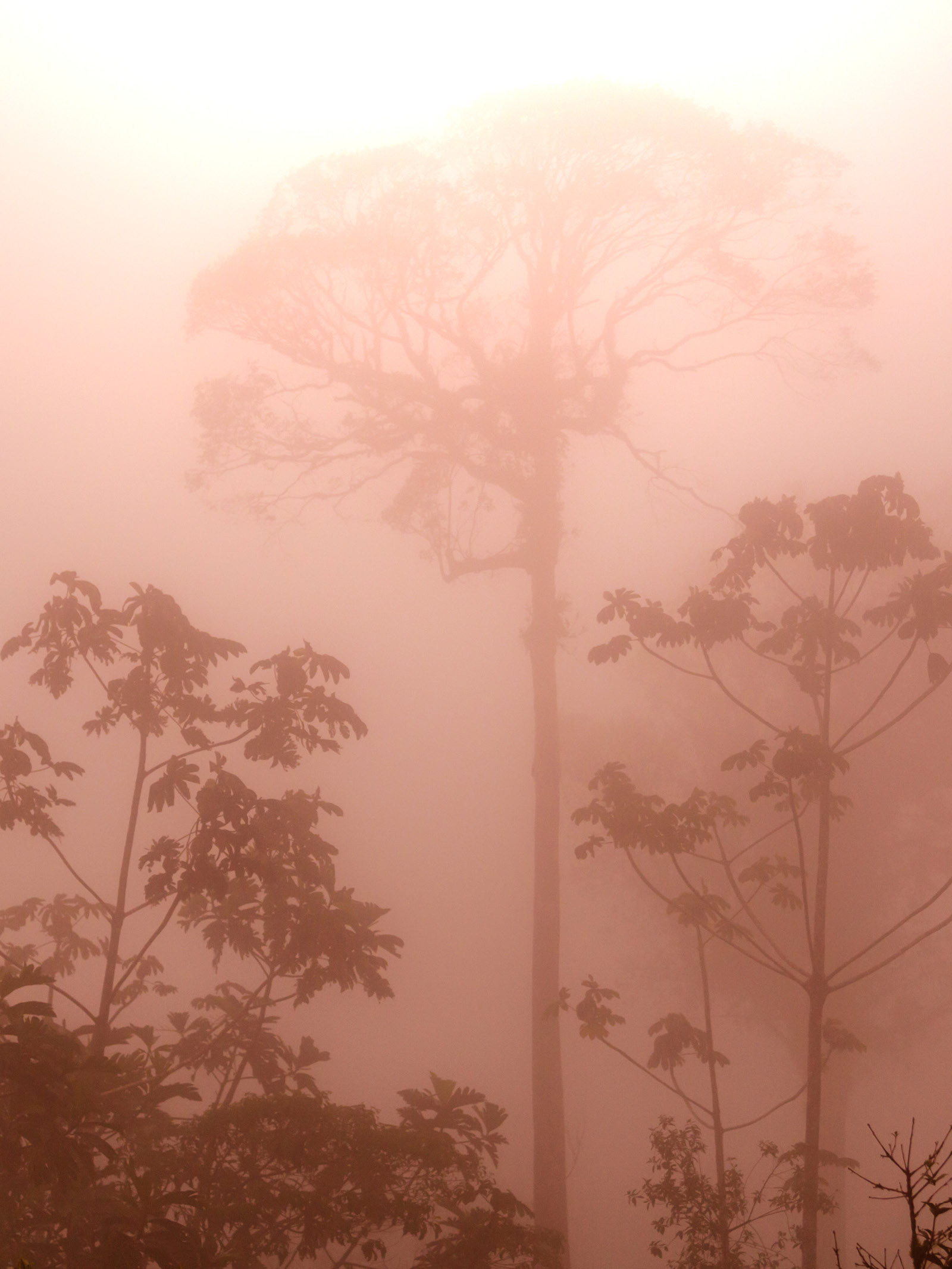 Misty Rainforest in  Costa Rica,  Central America