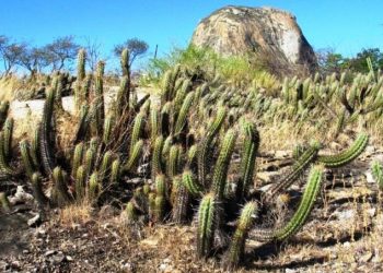 Associação Caatinga e Fundação Grupo Boticário concluem processo de criação de nova RPPN em Quixadá, no Ceará