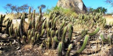 Associação Caatinga e Fundação Grupo Boticário concluem processo de criação de nova RPPN em Quixadá, no Ceará