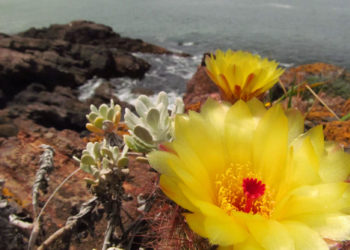 Primavera no Uruguai: confira as dicas de atrações aos turistas