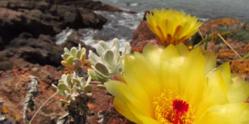 Primavera no Uruguai: confira as dicas de atrações aos turistas