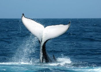 Planeta Terra tem se recuperado depois de “pausa humana”