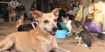 Adoções diminuem na quarentena e abrigos de animais precisam de ajuda