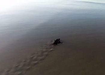 Natureza em recuperação: ninhada de Tartaruga-de-Pente eclode na Praia do Futuro