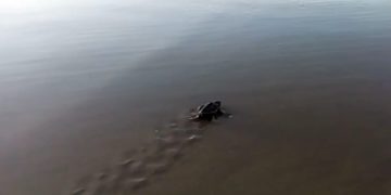 Natureza em recuperação: ninhada de Tartaruga-de-Pente eclode na Praia do Futuro