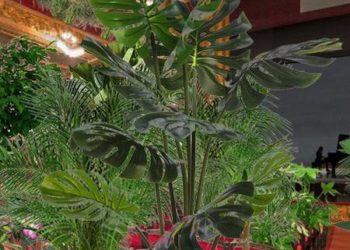 Liceu de Barcelona reabre com primeiro concerto pós-pandemia feito para plantas