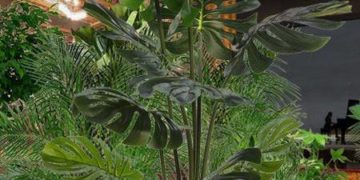 Liceu de Barcelona reabre com primeiro concerto pós-pandemia feito para plantas