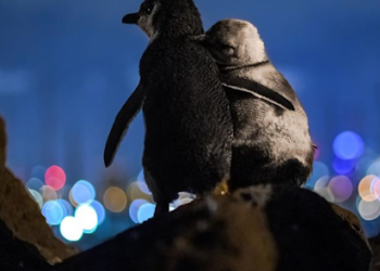 Casal de pinguins apreciando o horizonte é a coisa mais linda que você vai ver hoje