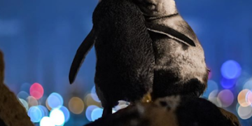 Casal de pinguins apreciando o horizonte é a coisa mais linda que você vai ver hoje