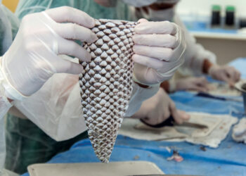 Pesquisadores da Universidade Federal do Ceará querem enviar pele de tilápia para tratar vítimas no Líbano