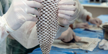 Pesquisadores da Universidade Federal do Ceará querem enviar pele de tilápia para tratar vítimas no Líbano