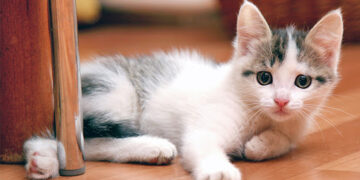 App promete traduzir o miado do seu gato