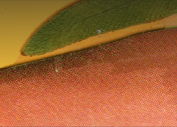 Colagem e natureza são o tema do Entre Telas Artes Visuais, no Porto Iracema