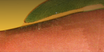 Colagem e natureza são o tema do Entre Telas Artes Visuais, no Porto Iracema