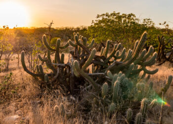 Semana da Caatinga 2021 celebra o único bioma 100% brasileiro