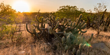 Semana da Caatinga 2021 celebra o único bioma 100% brasileiro
