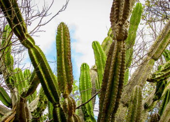Impressionante – Bactéria encontrada no mandacaru vira bioproduto que promove tolerância à seca em plantas