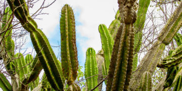 Impressionante – Bactéria encontrada no mandacaru vira bioproduto que promove tolerância à seca em plantas
