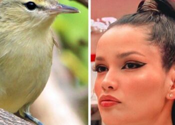 Como forma de dar visibilidade ao projeto “Aves de Noronha”, pássaro é batizado de “Juliette”