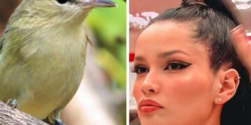 Como forma de dar visibilidade ao projeto “Aves de Noronha”, pássaro é batizado de “Juliette”