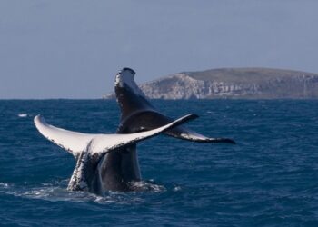 Turismo de observação de baleias tem início no Brasil