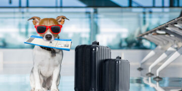 Azul Linhas Aéreas passa a aceitar pets em voos internacionais