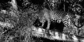 Fotógrafo realiza sonho de fotografar a onça pintada no Pantanal