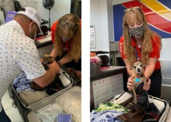 Casal encontra seu cachorro dentro da mala de viagem em aeroporto