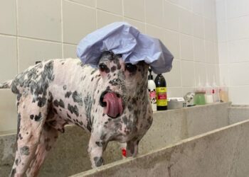 Das ruas para o mundo dos negócios – cachorro abandonado se torna Ceo de Petshop no Ceará