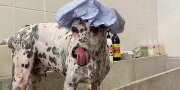 Das ruas para o mundo dos negócios – cachorro abandonado se torna Ceo de Petshop no Ceará