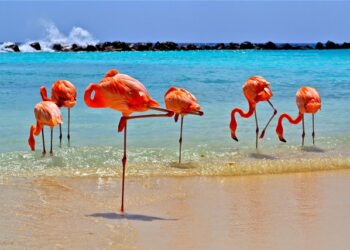 Aruba, no Caribe, autorizou a entrada de vacinados sem teste negativo