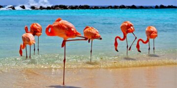 Aruba, no Caribe, autorizou a entrada de vacinados sem teste negativo