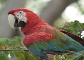 Turismo de observação de aves alia lazer à natureza