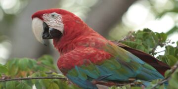Turismo de observação de aves alia lazer à natureza