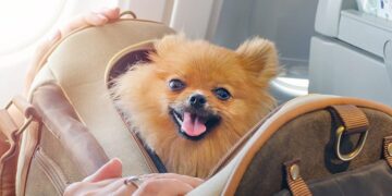 Azul passará a transportar pets de até 10 kg na cabine