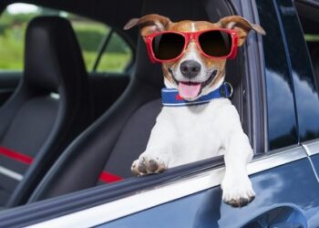 Fortaleza ganha app de transporte para pets; conheça a VoudPet