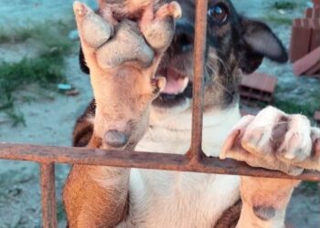Conheça o Abrigo Amor de Patas e saiba como ajudar a manter os animais resgatados