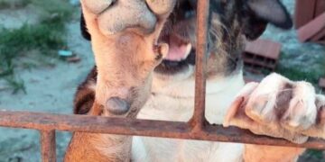 Conheça o Abrigo Amor de Patas e saiba como ajudar a manter os animais resgatados