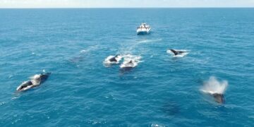Turismo de observação: temporada de baleias no Brasil está aberta