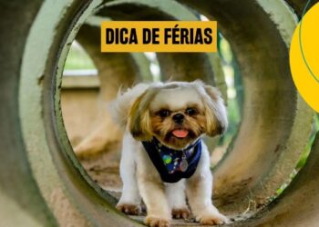 Dica de férias Pet Friendly em Fortaleza: conheça o Parque Bisão