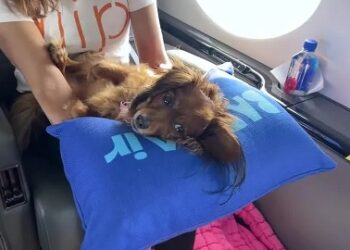 Viagem de luxos para cães: companhia aérea vende voos para os pets