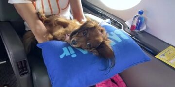 Viagem de luxos para cães: companhia aérea vende voos para os pets