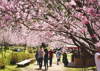 Temporada das cerejeiras encanta turistas em diversas regiões do país