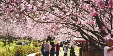 Temporada das cerejeiras encanta turistas em diversas regiões do país