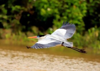 Você conhece o Turismo de Observação de Pássaros? Confira onde fazer no Brasil