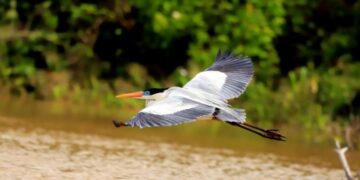 Você conhece o Turismo de Observação de Pássaros? Confira onde fazer no Brasil